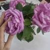 biouser_555