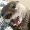 ☆otter🦦♫