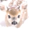 vae__11