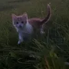 lera_2950