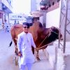 hikmat.khan9010
