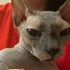 cuties_cats_