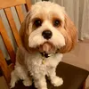 rupert_the_basist