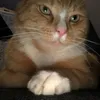 monkeydwilly2
