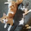 si.oyen_lion