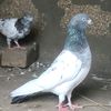 shokekhanda786