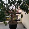 perintis8888