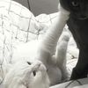 bunny_1444
