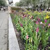 tuliplover8697
