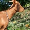 goatgoat4700