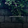 fatehmh.mohammadi