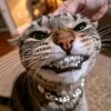 dindacantikw