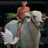 wasis.lampung.way