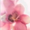 .lily631