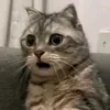 alanjihwr3u