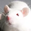 mistyrat01