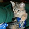 miau74372