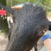 sassy_goat