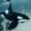 aroacepers0n