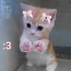 doodlebug.tirdbir