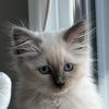 Pepper the Siberian