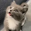 cat796688