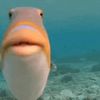 fish_god_trump202