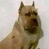 jefer20100