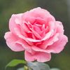 fina_9720