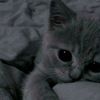 arwa.1726