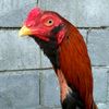 ayam.bangkok.klas34