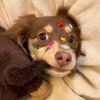 Doggo funnies