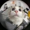 minibearmeow