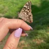 mariposa4613