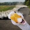 funny-147