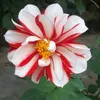 thenguyen94237