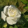 sl98823