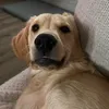 bailey_the_goldie7