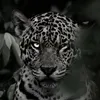ranyay_100
