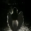 saripcjz2g7