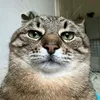 stepashka_sir