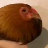 gysjojo