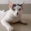 gatoecachorros25