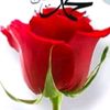 arzu.cayl
