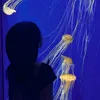 _7766223