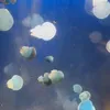 user921620532569