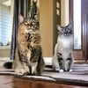 bigsexyandlilwee