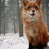fffilloer