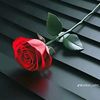 rose.bush.456