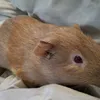 biscofeandgirlog